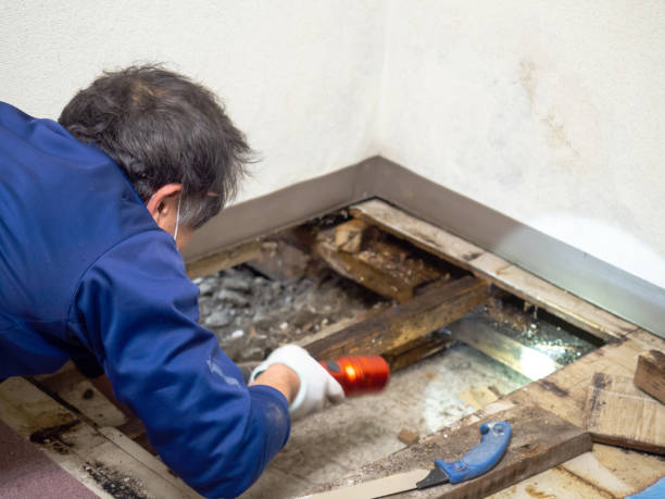 Best Mold Removal and Inspection  in Belton, TX