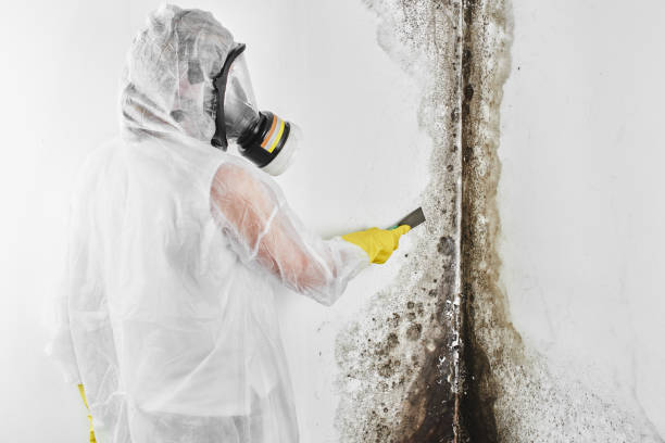 Best Mold Testing and Removal  in Belton, TX