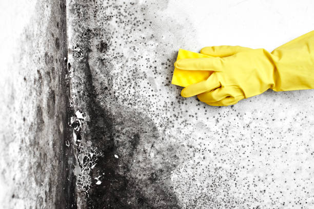Best Emergency Mold Removal  in Belton, TX