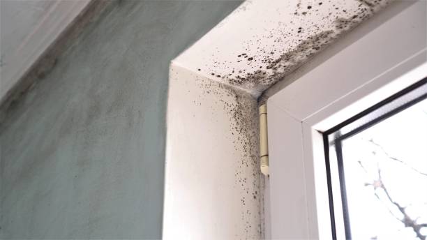 Best Toxic Mold Removal  in Belton, TX