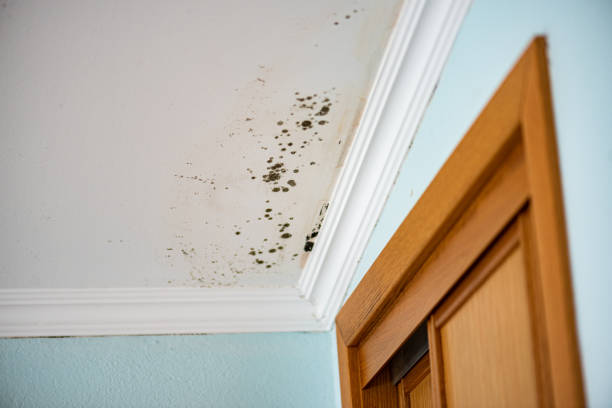 Best Mold Damage Repair  in Belton, TX