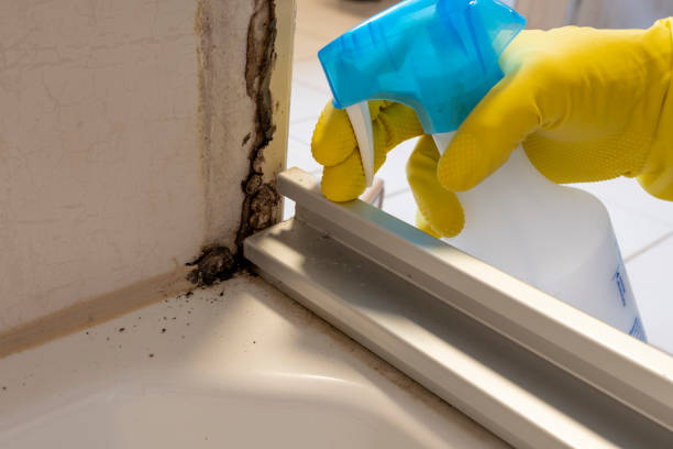 Best Certified Mold Removal  in Belton, TX