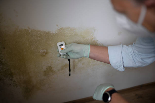 Best Attic Mold Removal  in Belton, TX