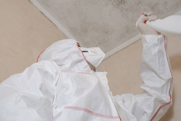 Best Mold Removal Company Near Me  in Belton, TX