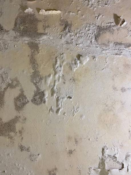 Best Professional Mold Removal  in Belton, TX