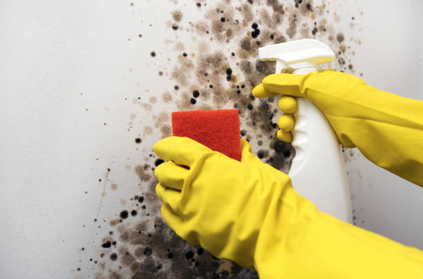 Best Mold Testing  in Belton, TX