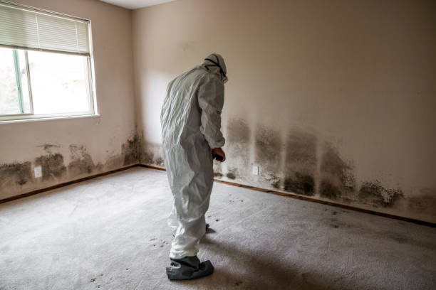 Best Crawl Space Mold Removal  in Belton, TX
