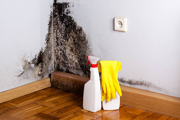 Best Residential Mold Removal  in Belton, TX