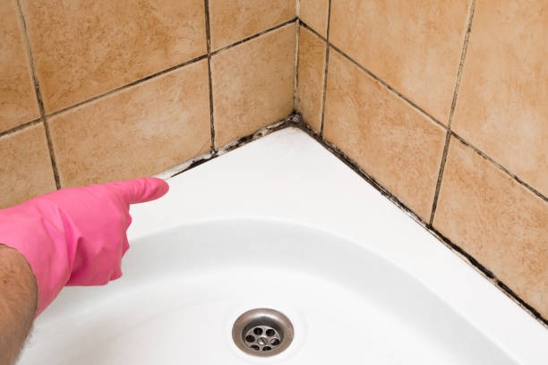 Attic Mold Removal in Belton, TX